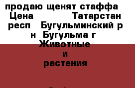 продаю щенят стаффа › Цена ­ 4 000 - Татарстан респ., Бугульминский р-н, Бугульма г. Животные и растения » Собаки   . Татарстан респ.